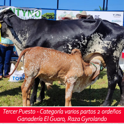 3er puesto - varios partos dos ordeños