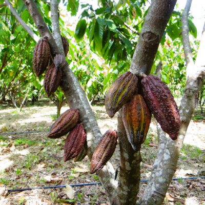 Cultivo de Cacao