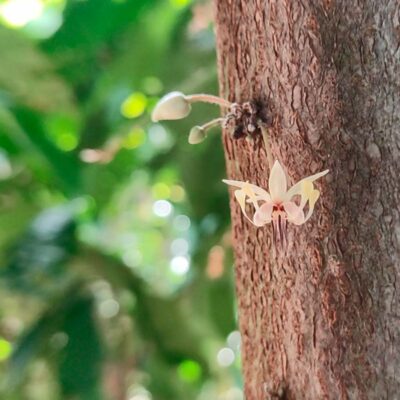 Flor del cacao