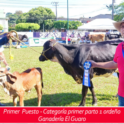 1er puesto - primer parto un ordeño