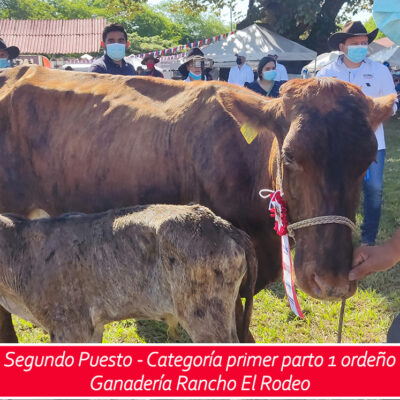 2do puesto - primer parto un ordeño